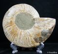 Inch Split Ammonite (Half) #2654-1